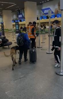 Menino e cachorro em aeroporto