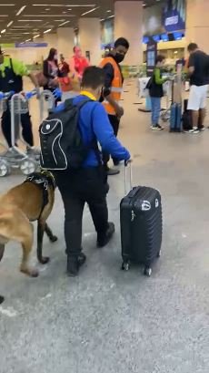 Menino e cachorro em aeroporto
