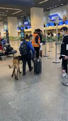 Cachorro e rapaz em aeroporto
