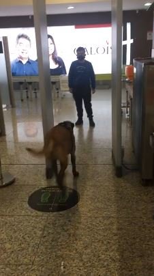 Cachorro e rapaz em aeroporto