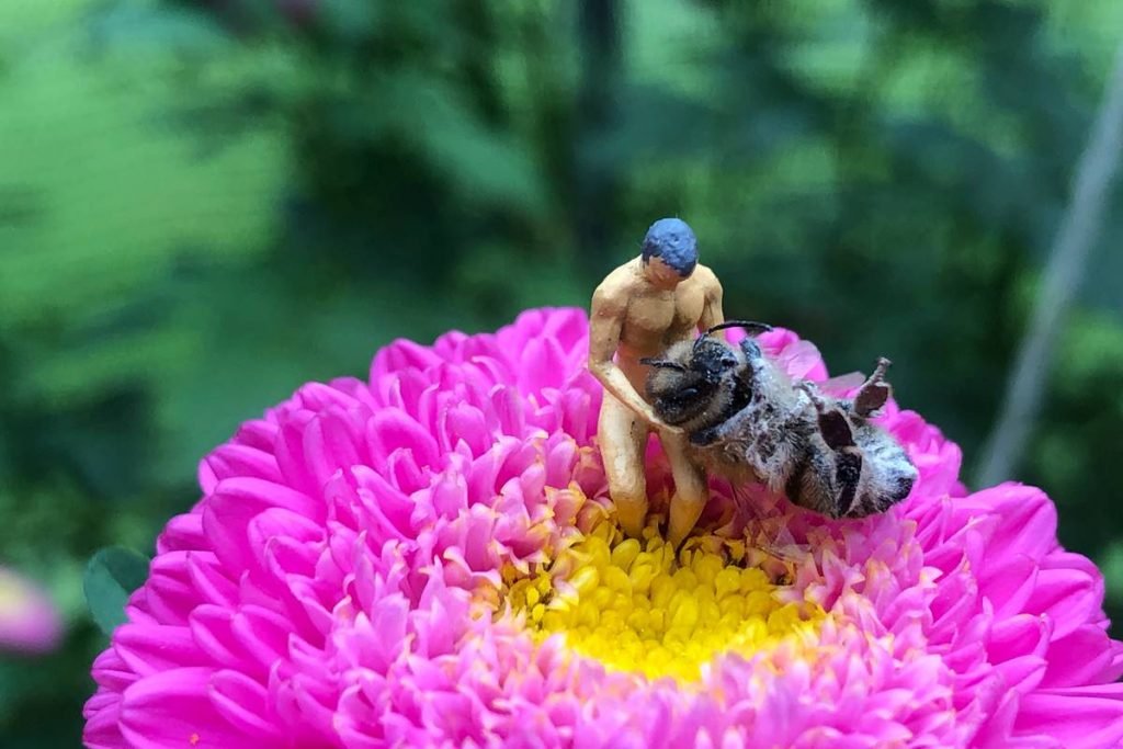 Flor com boneco e abelha morta