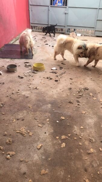 Animais maltratados são resgatados de canil clandestino no DF