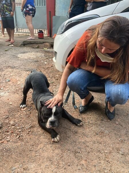 Animais maltratados são resgatados de canil clandestino no DF