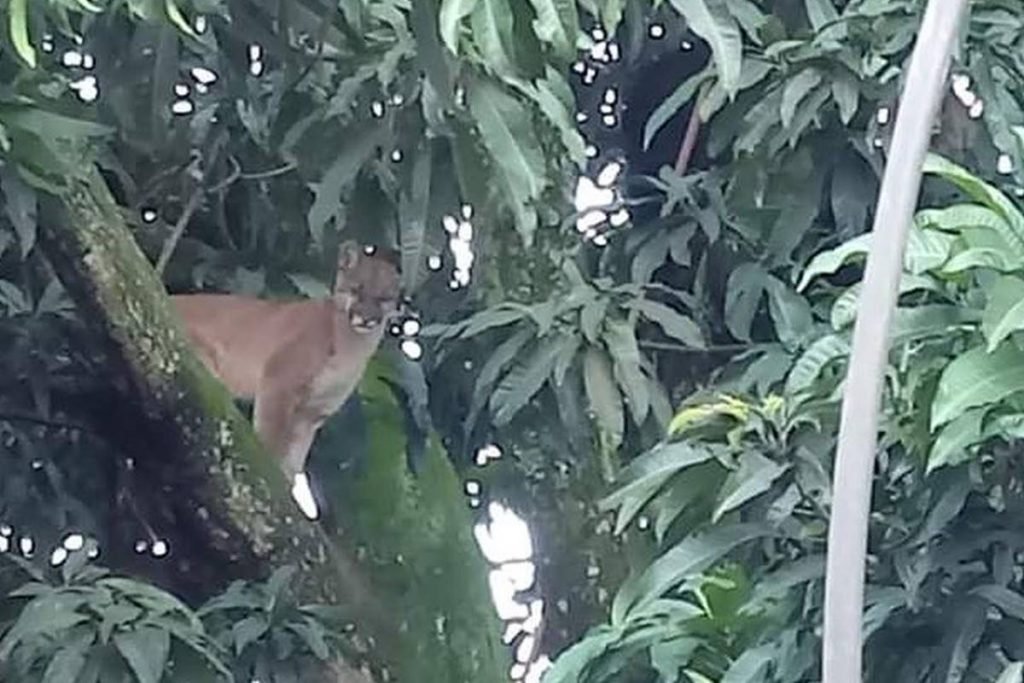 onça parda invade quintal de casa em jataí, goiás