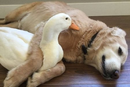 Cachorro e pato abraçados