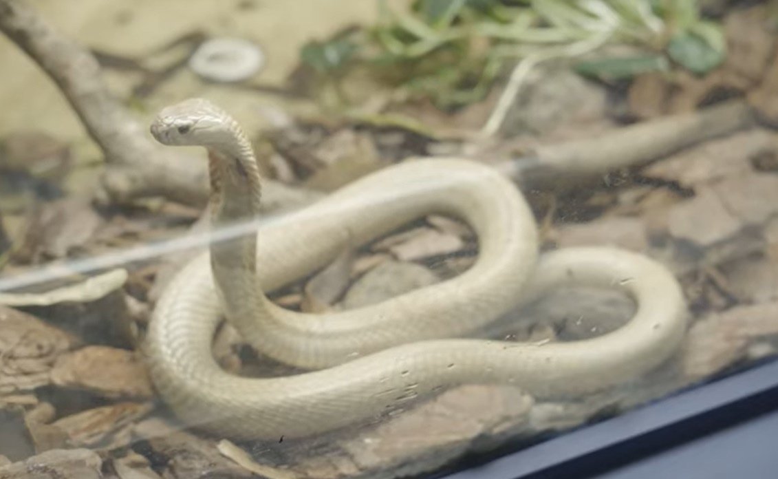 Serpentes apreendidas em Brasília já estão no Butantan, serpente google  play 