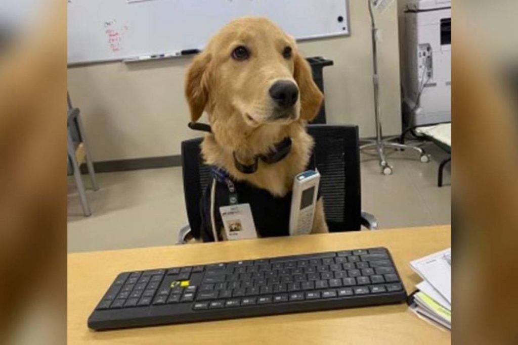 In the photo we have a caramel golden retriever sitting on a chair wearing a black jacket with a badge hanging in front of him a wooden table with a computer keyboard