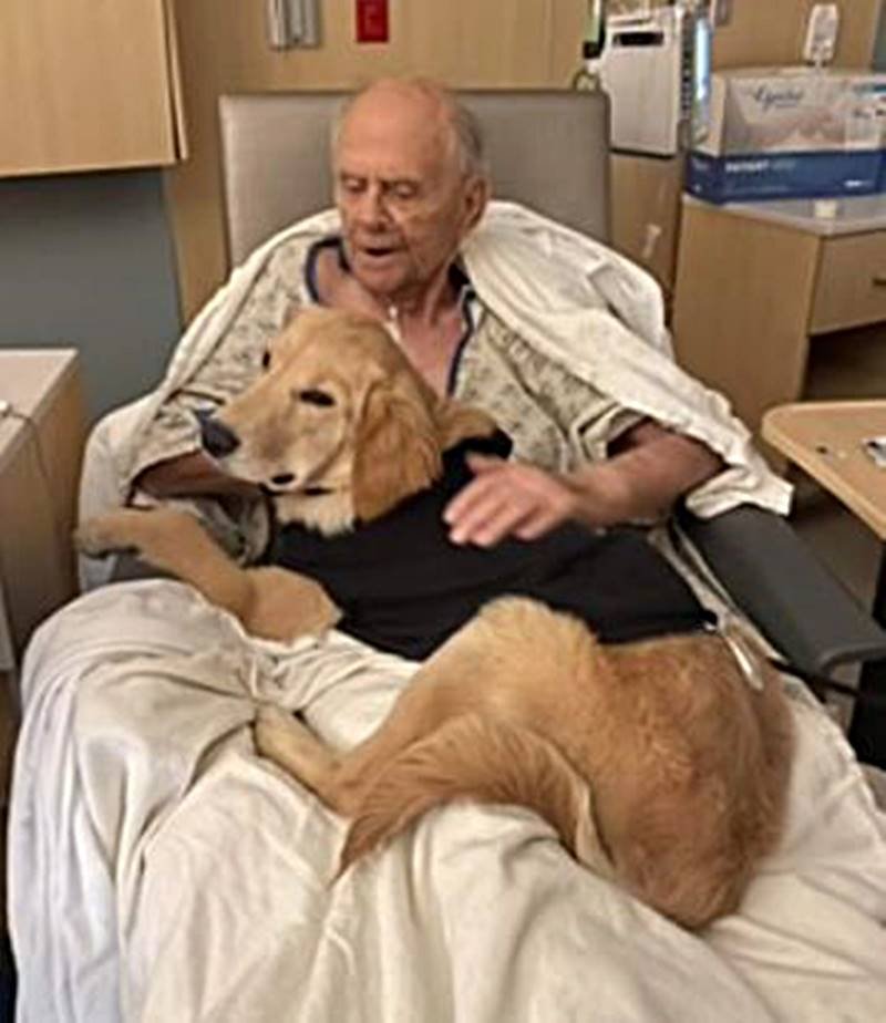 In the photo we have a caramel-colored golden retriever in a black jacket on the lap of a bald old man in hospital clothes.