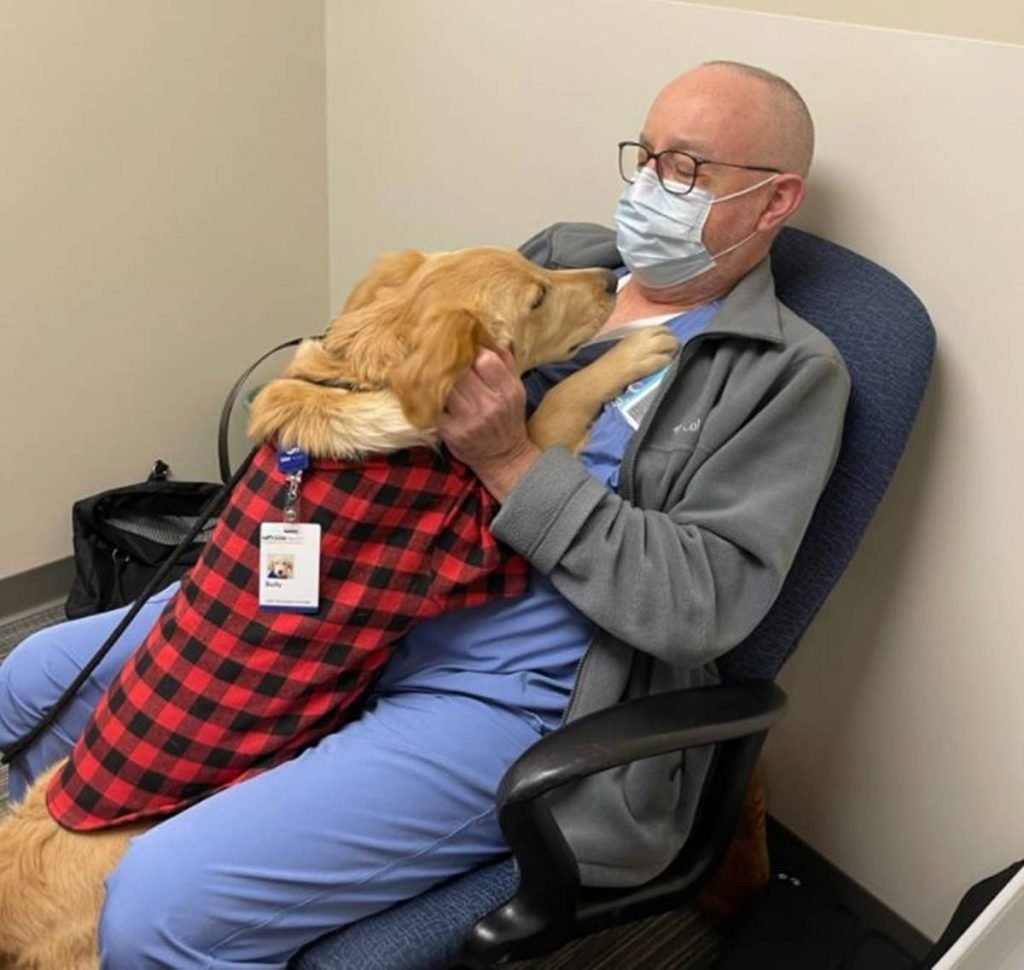 Pictured we have a caramel golden retriever in a plaid costume jumping on the chest of a bald man in his forties in surgical pajamas, glasses and a gray jacket.