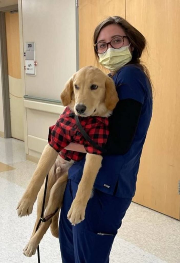 Pictured we have a caramel golden retriever with a plaid costume on the lap of a medium brown-haired woman, glasses and dark blue surgical pajamas.