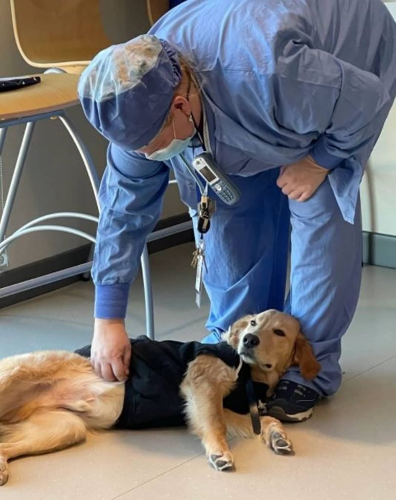 In the photo we have a caramel golden retriever in a black jacket lying on the floor while a doctor in blue clothes and a hat strokes his stomach.