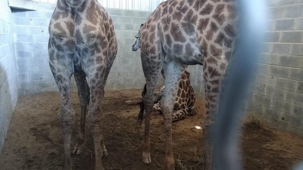 rj girafas resort safari