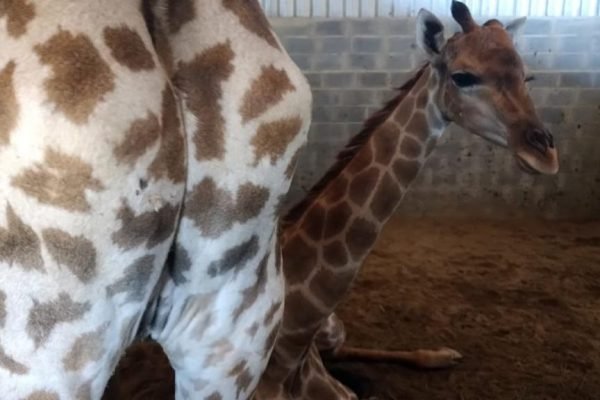 Mortes de girafas no Rio estão ligadas a 'maior caso de tráfico de