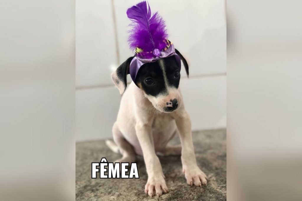 goias filhotes abandonados pet shop