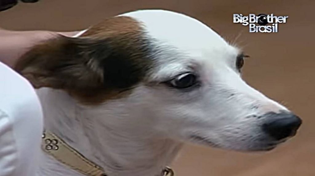 na foto temos o rosto de uma cadela branca com orelhas marrons