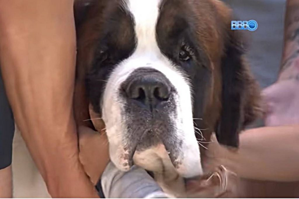 na foto temos o rosto de um cachorro são bernardo sendo acariciado por varias maos