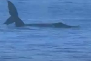 Baleia Pipeline surfe