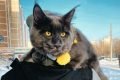 Na foto temos um gato de pelo preto e olhos amarelos