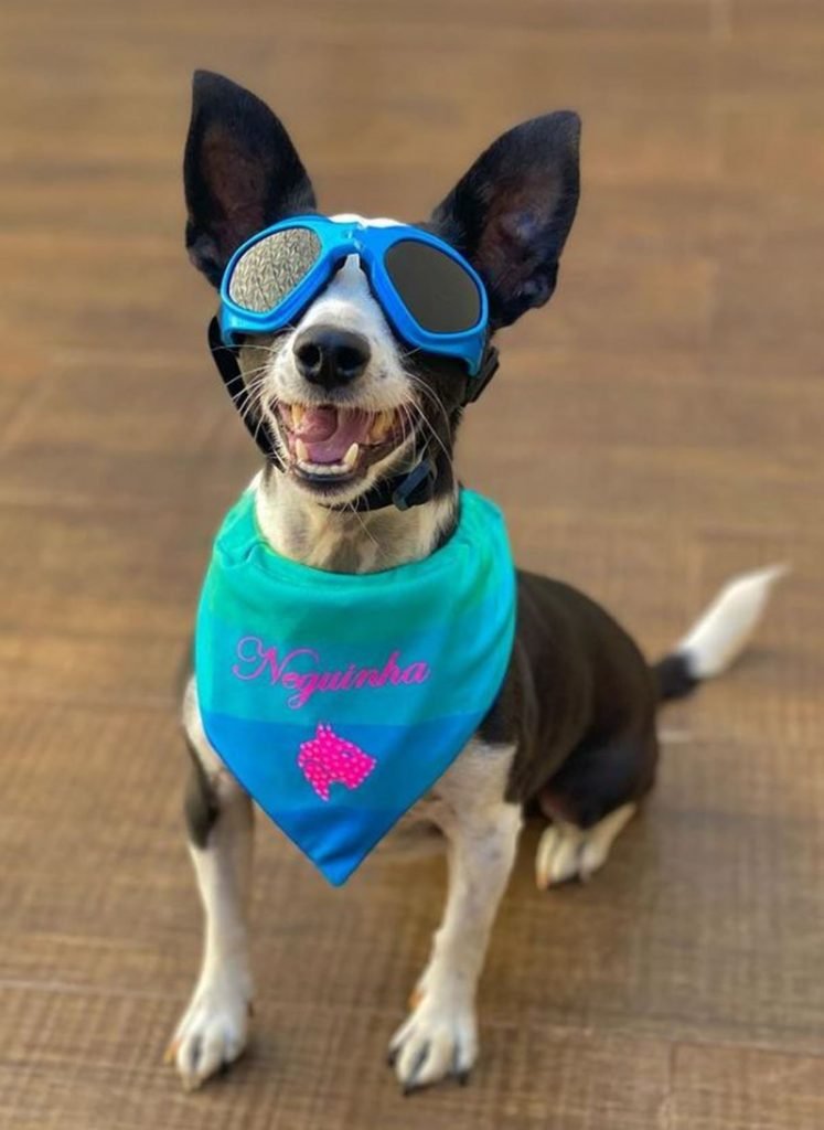 Na foto vemos uma cachorra com lenço e oculos
