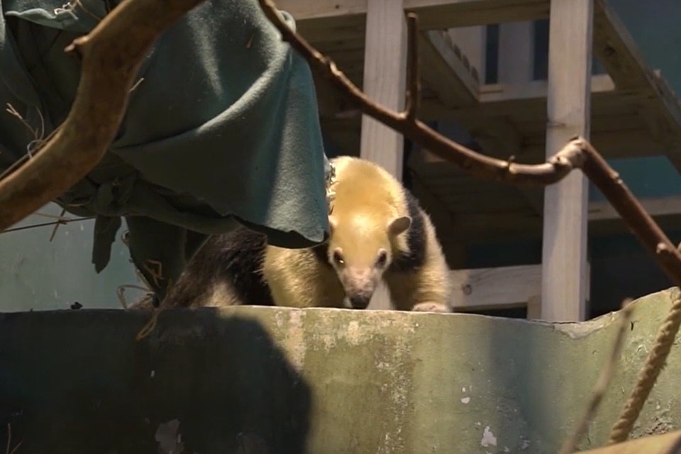 conheça o diferente (para os russos) habitante do Zoo de Moscou