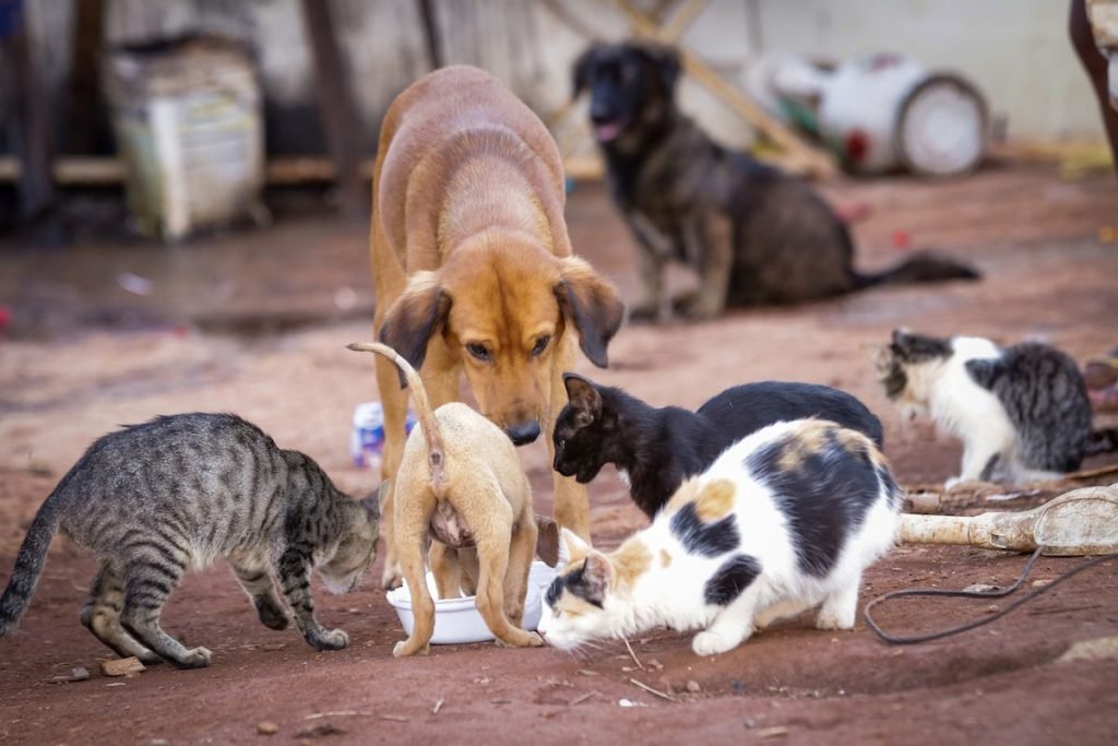 Não, vereadores de Apodi (RN) não autorizaram carne de cachorro na