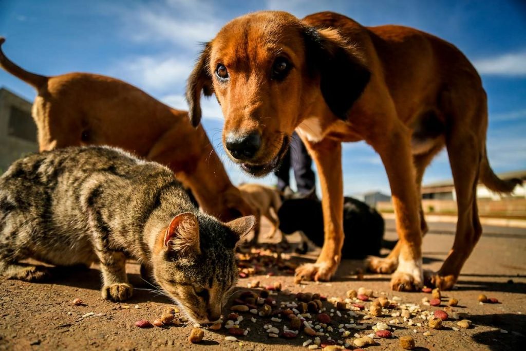 Sem castração e abandonados: DF vive superpopulação de animais de rua