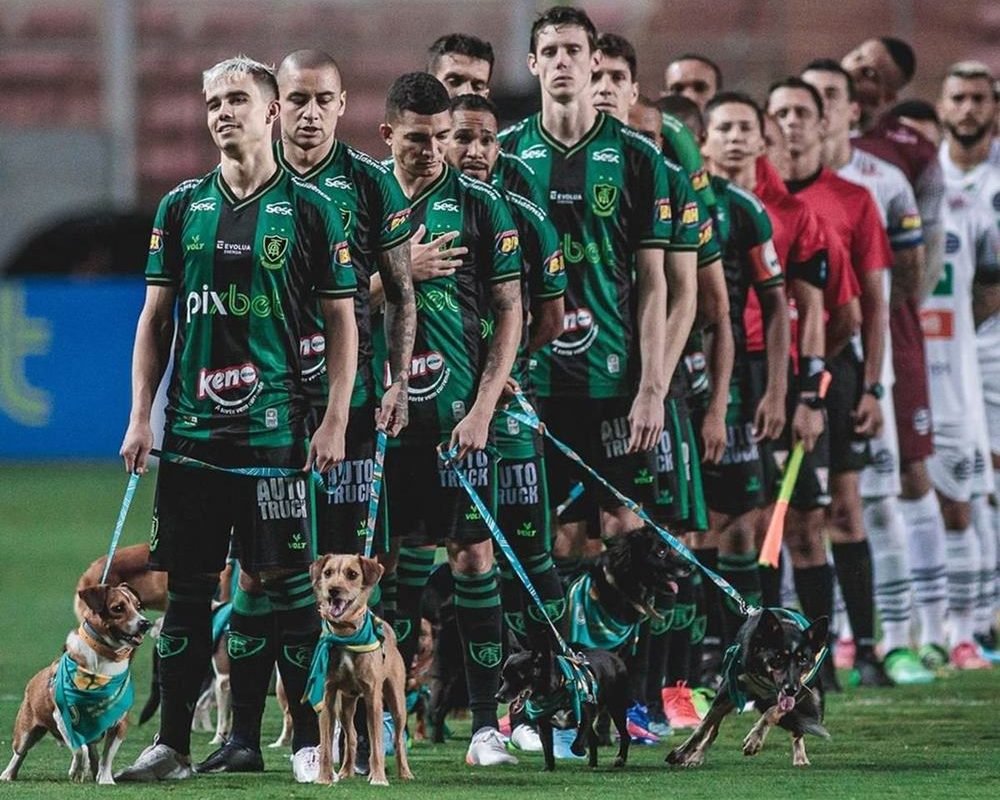 Site belga escala a seleção dos cachorros para a Copa