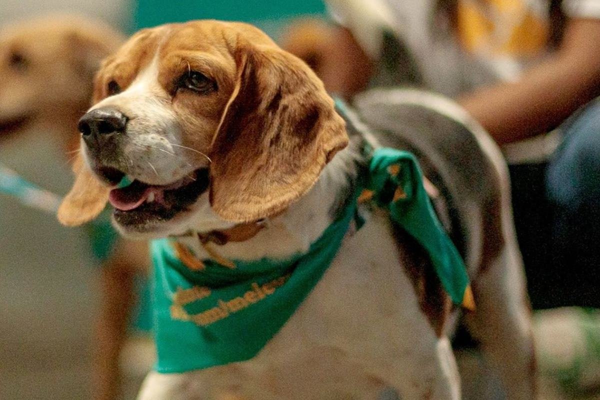 Jogadores entram em campo com cachorros de abrigo no colo; assista - Lance  - R7 Futebol