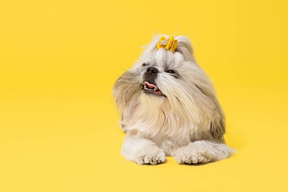 Cachorro peludo em fundo amarelo