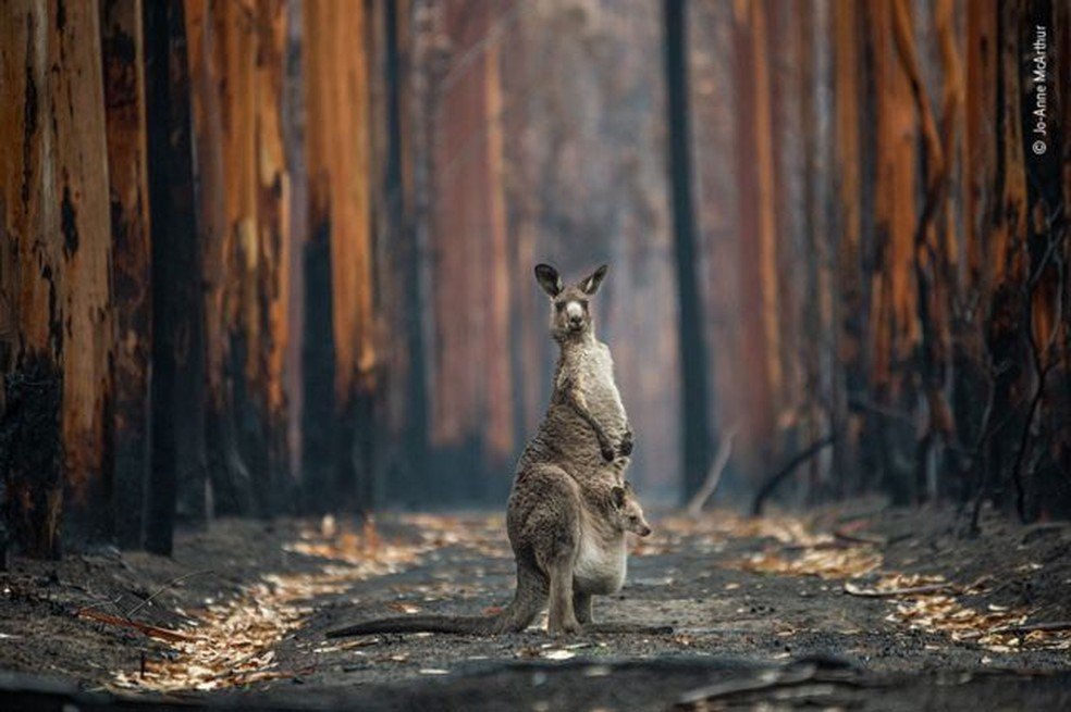 Confira as imagens vencedoras em prêmio internacional de fotografia