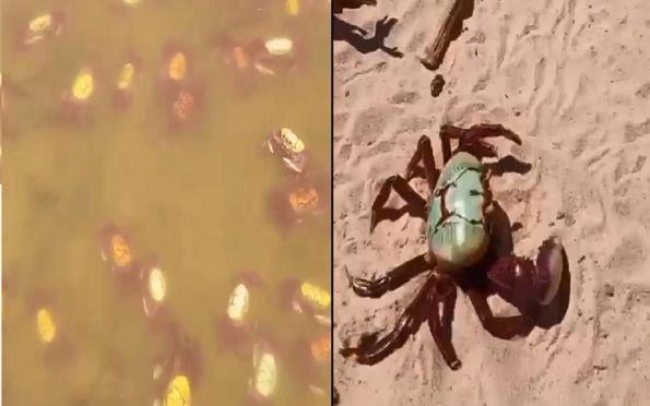 ﻿ Para fugir de inundação no mangue, caranguejos morrem na praia