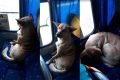 montagem com tres fotos de cachorro sentado no banco de um onibus