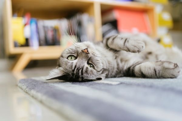 Gato Januário, famoso pelo meme 'opa não é bolo', morre no Ceará