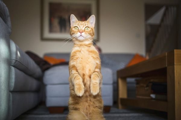 Gato Januário, famoso pelo meme 'opa não é bolo', morre no Ceará