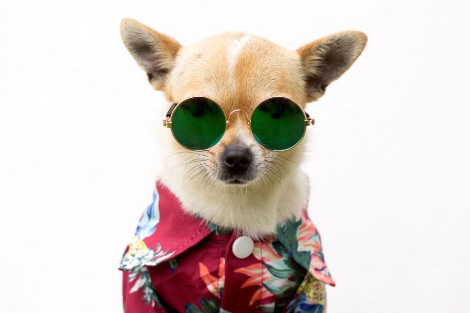 Pet no verão