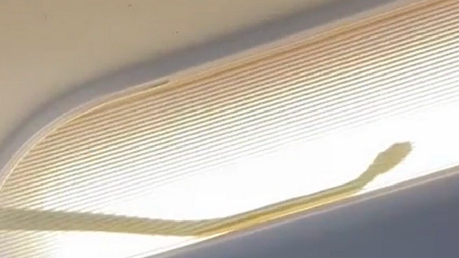 cobra é encontrada em avião e piloto faz pouso de emergência