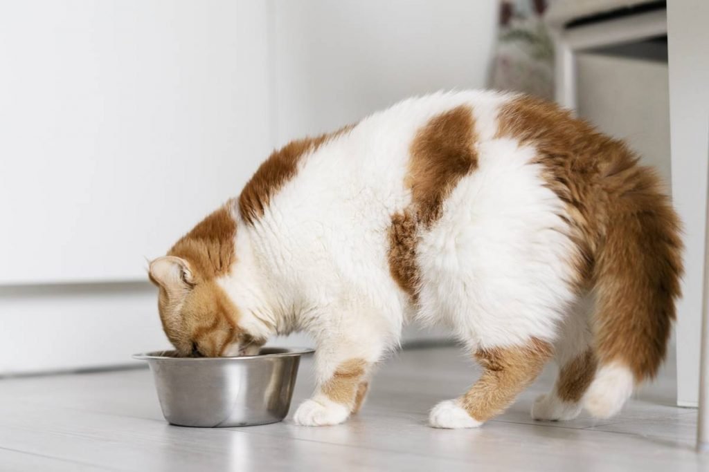 Gato comendo em vasilha prateada
