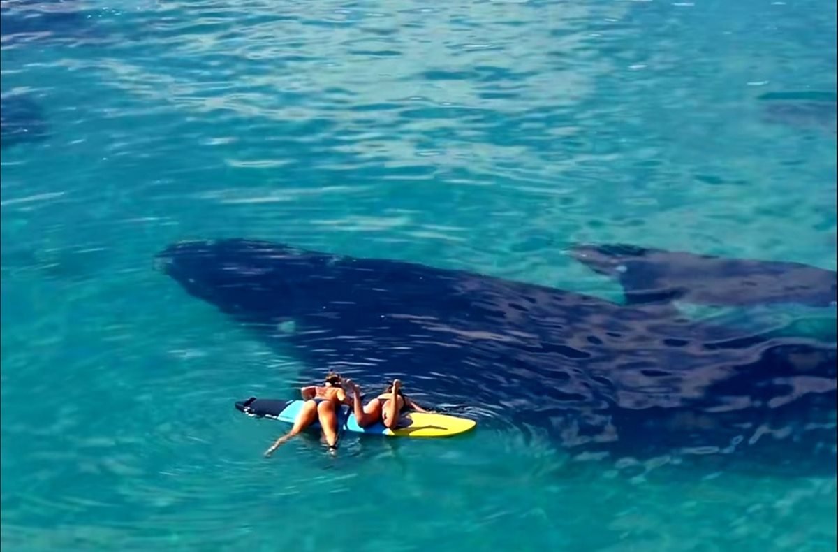 baleias nadam debaixo de prancha em praia da Austrália