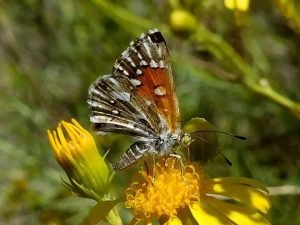 foto de borboleta amarela