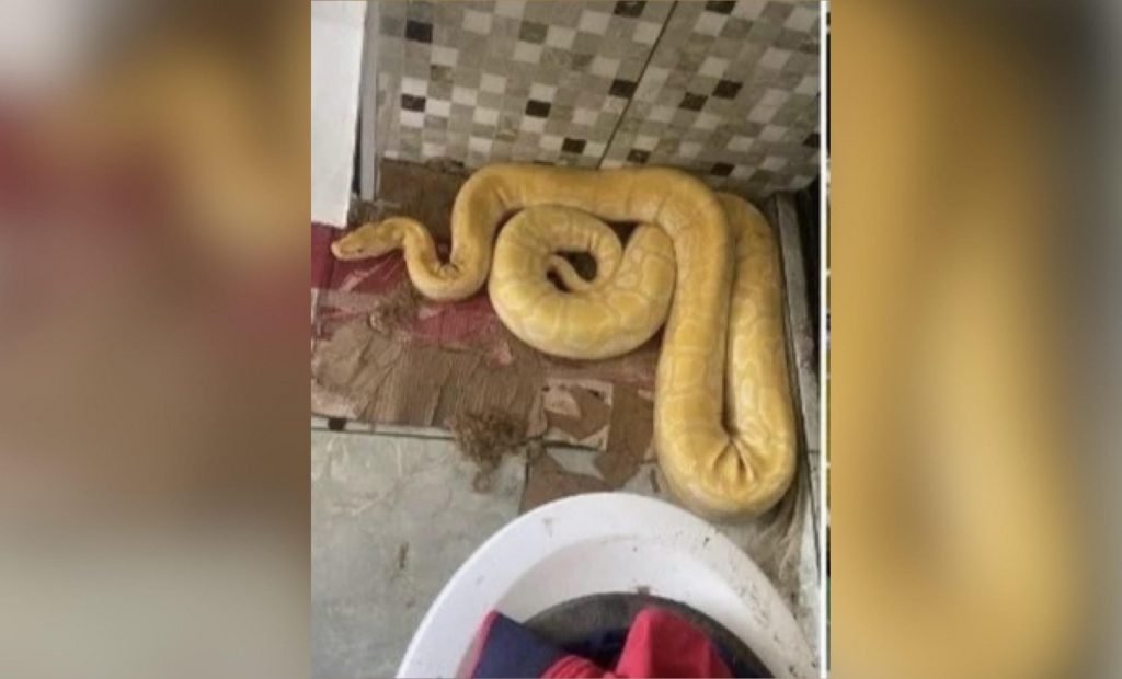 Cobra píton amarela foi encontrada em um cativeiro em Nilópolis, na Baixada Fluminense do Rio