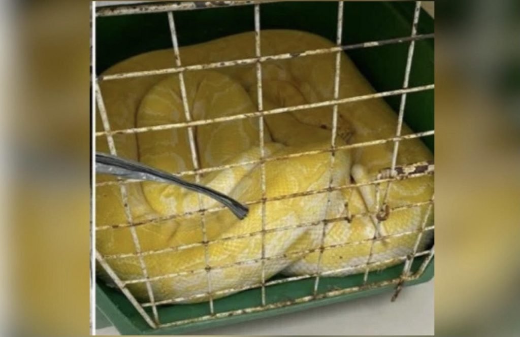 Cobra píton amarela foi encontrada em um cativeiro em Nilópolis, na Baixada Fluminense do Rio