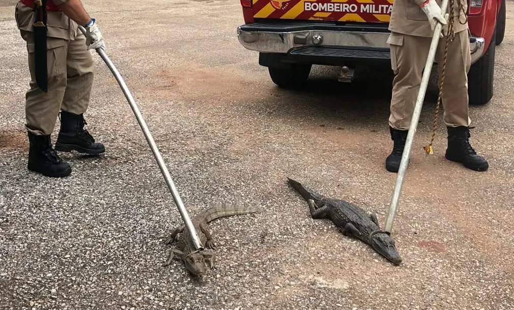 Bombeiros exibem jacarés capturados em lagoa de Porangatu, Goiás