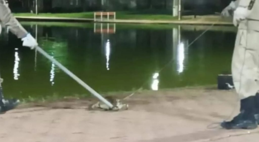 Jacaretinga é retirado de lagoa em Porangatu, Goiás
