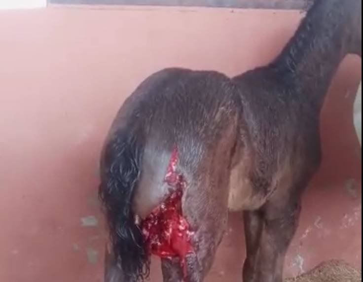 Moradores flagram onça no PR: suspeita é que ela tenha atacado cavalo