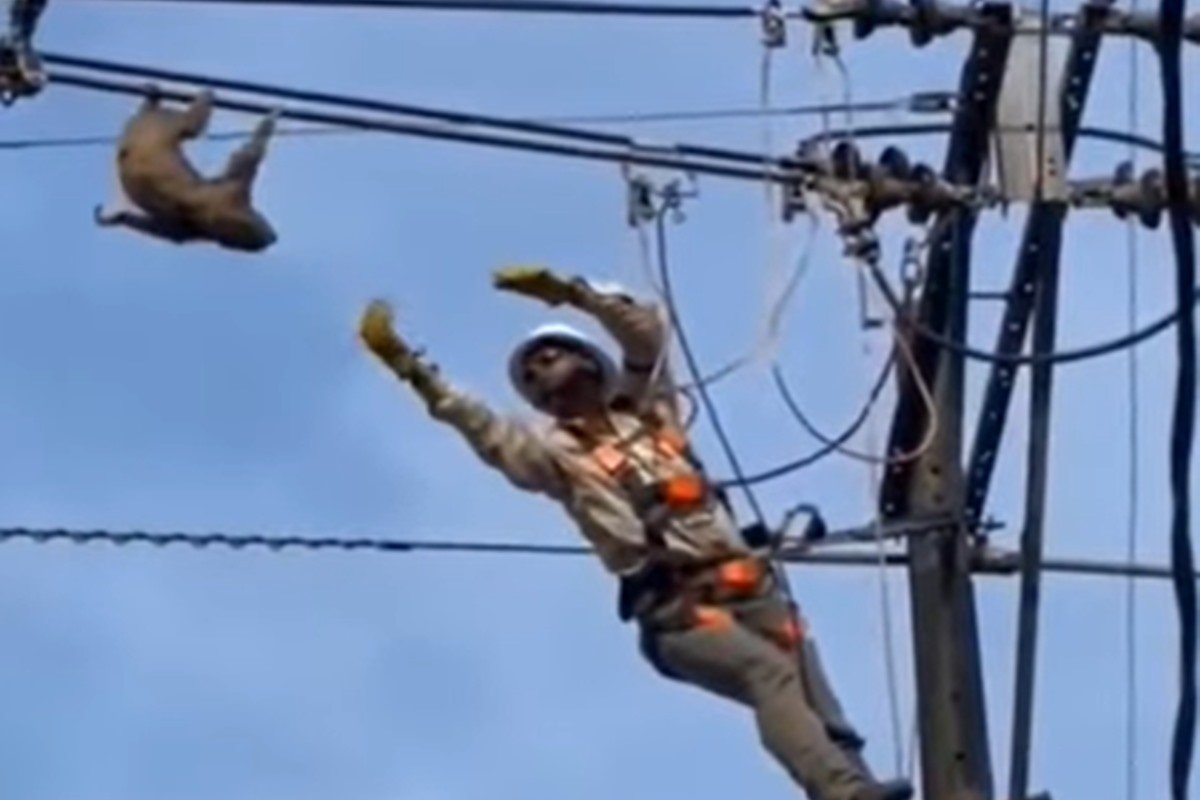 Vídeo: preguiça pendurada em cabo de energia é resgatada na Colômbia