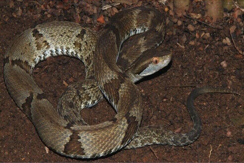 Cobra mais venenosa do Brasil é resgatada pela GCM no litoral de SP, Santos e Região