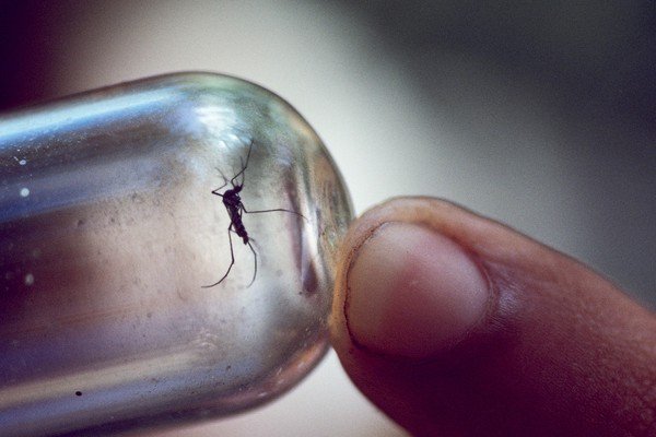 Mosquito que causa a febre amarela aparece preso dentro de vidro.  Dedo de uma pessoa indica o inseto-Metrópoles