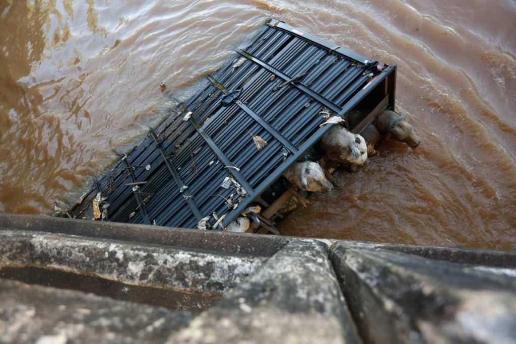 carreta gado goias rio meia ponte (6)