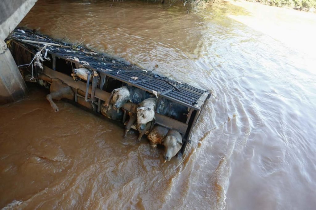 carreta gado goias rio meia ponte (6)