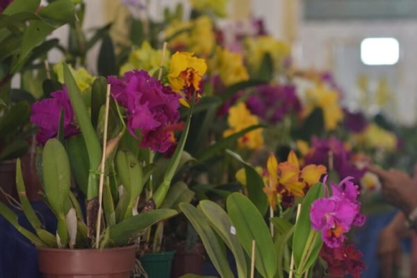 goias exposição de orquideas